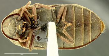Media type: image;   Entomology 24663 Aspect: habitus ventral view